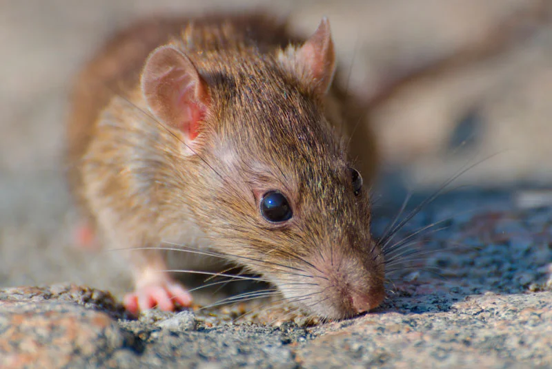 eliminar ratas