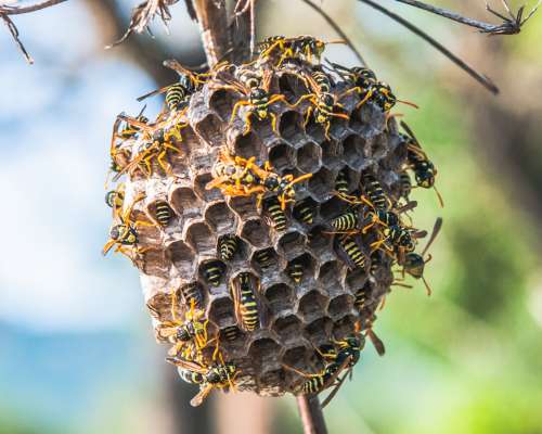 Cómo eliminar avispas de forma segura y efectiva