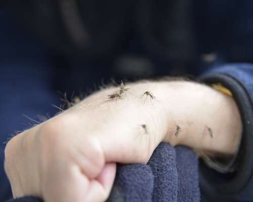 Cómo eliminar mosquitos del agua estancada y prevenir una plaga