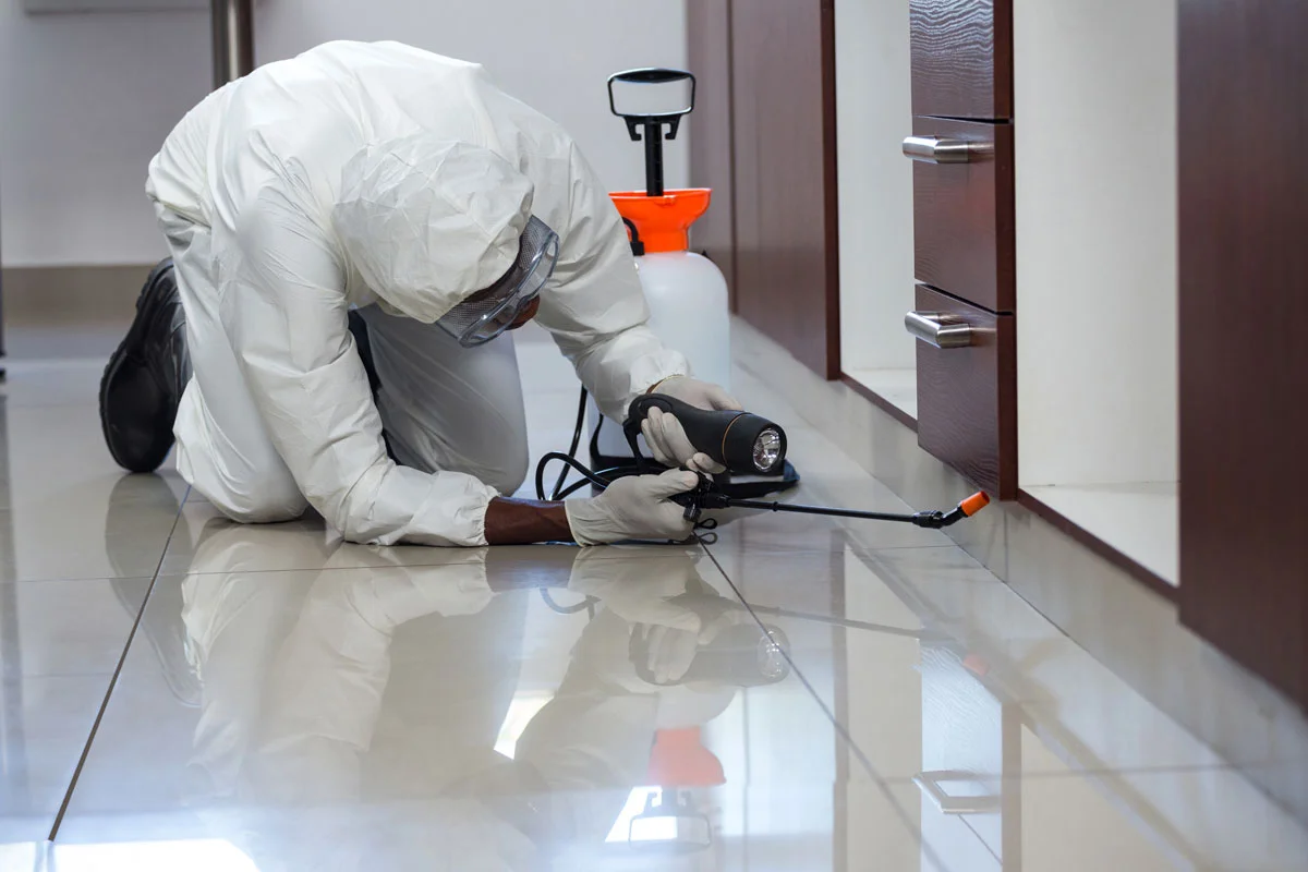 Empresas de Fumigación en Sevilla Empresas de Fumigación en Sevilla